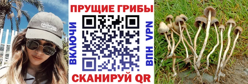 Псилоцибиновые грибы Psilocybine cubensis Нижнеудинск