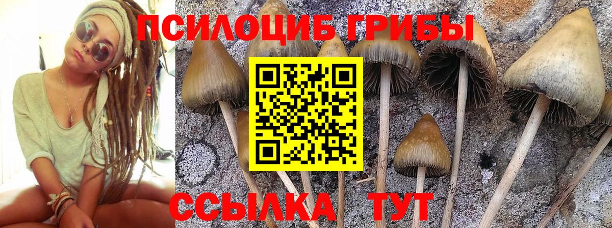 купить закладку  Галлюциногенные грибы MAGIC MUSHROOMS  Вход с VPN  Нижнеудинск 